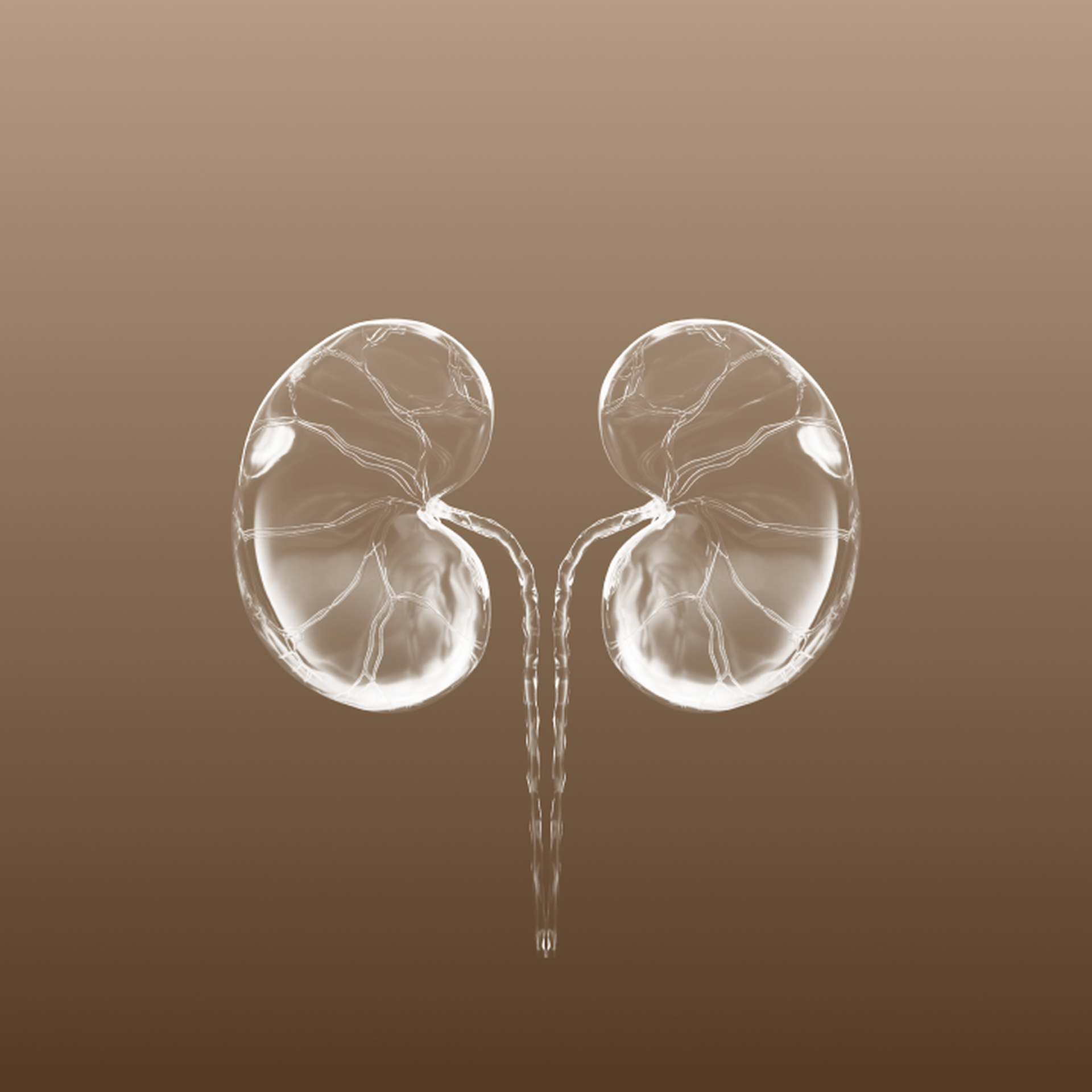 photo51-kidney