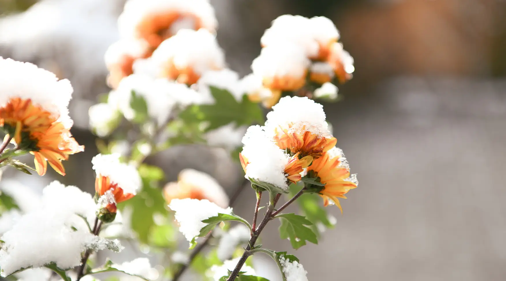 Fleurs recouvertes de neige