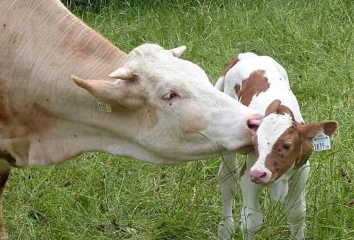 Manejo de ternero y productividad de vacas nodrizas