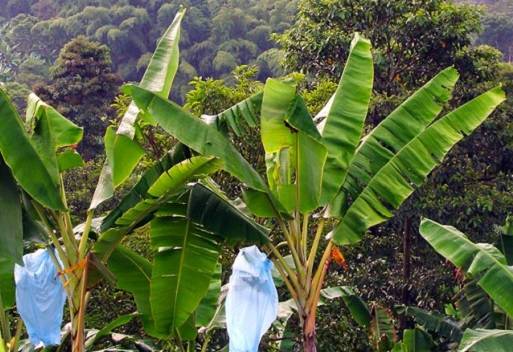 Colombia, ICA, Visitas de vigilancia sanitaria y control, Quibdó (Choco), Calarca (Guaviare), Enfermedades que atacan al plátano y al banano, Sigatoka, gusano tornillo, cacao, enfermedades que atacan al cacao, Monilia y Escoba de bruja, Ganadería, ganadería Colombia, noticias ganaderas, noticias ganaderas Colombia, Contexto ganadero
