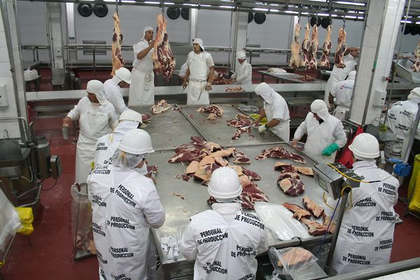 Del total de animales faenados en los primeros cuatro meses, el 42,3% fueron hembras. Foto: Carnetec Frigorífico en Argentina