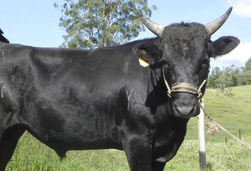 Wagyu, núcleo genético, Centro de Investigación, Fomento Agropecuario, Medicina Veterinaria y Zootecnia, Fundación Universitaria San Martín investigación, fomento, sector agropecuario, sistemas productivos, trópico alto, variaciones fisiológicas, ciclicidad, hembras, hormonales, fisiología, folicular, biotecnología reproductiva, leche, holstein, jersey, ovulación, ecografía, cruces, Ganadería, ganadería colombia, noticias ganaderas colombia, CONtexto ganadero