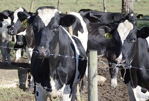 Deficiencias minerales en vacas, consumo de objetos extraños en vacas, alimentación bovina, nutrición bovina, disturbios digestivos, suplementación de micro y macro  elementos en bovinos