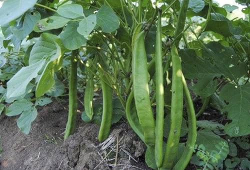 Fríjol canavalia, Canavalia ensiformis, Frijol para el ganado, cultivo fríjol canavalia, abono verde, cómo hacer abono verde, materiales para abono verde, plantas para abono verde, fríjol canavalia ganadería, ganado bovino, ganadería bovina, carne, leche, ganaderos, ganaderos colombia, ganado, vacas, vacas Colombia, bovinos, Ganadería, ganadería colombia, noticias ganaderas, noticias ganaderas colombia, CONtexto ganadero, contextoganadero