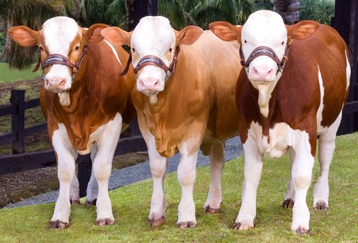 Hembras y machos menores a 24 meses serán juzgados. Foto: Oficina de prensa. Terneros Simmental Simbrah