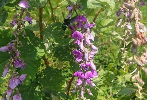 La cratylia argéntea o veranera es una leguminosa de origen sudamericano que tiene grandes aportes para la ganadería colombiana