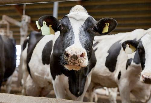 Reproductividad bovina y herramientas tecnológicos