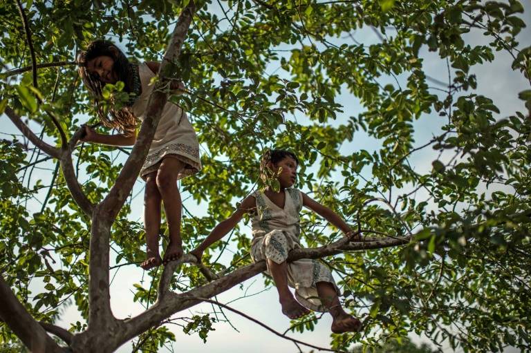 En el planeta hay 60.065 especies de arboles, 9.600 que están amenazadas