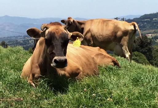 Ganadería La Granjita y Lácteos Fredonia, Día de Campo Asojersey 2018, lácteos Fredonia, La granjita, producción de leche Jersey, Jersey leche, transformar productos lácteos, producción leche Jersey en Antioquia, venta de productos lácteos en Antioquia, CONtexto ganadero, ganaderos colombia, noticias ganaderas colombia