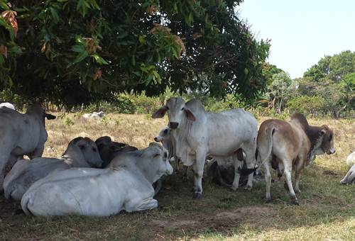 carne, Orinoquía, Competitividad, cebú, Criollos, europeos, cruces, alimentación, ceba, Cortes de carne, terneza, manejo del hato, transporte, sacrificio, degradación de las praderas, pastoreo, Ganadería, ganadería colombia, noticias ganaderas colombia, CONtexto ganadero