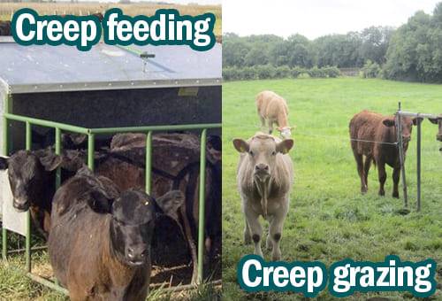 Creep grazing, alimentación diferenciada, pastoreo diferencial, Creep feeding, corral de alimentación para terneros, mejora en la producción, alimentación de terneros, ganancia diaria de peso, mejores ganancias diarias de peso, qué es el creep grazing, suplemento proteico, ganado bovino, ganadería bovina, carne, leche, ganaderos, ganaderos colombia, ganado, vacas, vacas Colombia, bovinos, Ganadería, ganadería colombia, noticias ganaderas, noticias ganaderas colombia, CONtexto ganadero, contextoganadero