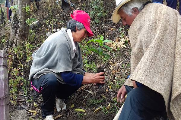 Árboles, siembra de árboles, siembra de árboles en colombia, día del árbol, día del árbol en colombia, reto siembra sumercé, reto siembra sumercé boyacá, siembra de árboles en boyacá, boyacá, gobernación de boyacá, Dirección de Medio Ambiente de Boyacá, ganadería, ganadería colombia, noticias ganaderas, noticias ganaderas colombia, contexto ganadero