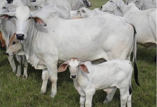 Inglaterra, dispositivo Y-Ware, Universidad de Nottingham (Reino Unido), sistema de alerta temprana que avise a los ganaderos del riesgo de posibles enfermedades en los animales más jóvenes, PrognostiX, British Telecom (BT), Innovate UK, CONtexto ganadero, ganadería Colombia, Noticias ganaderas Colombia