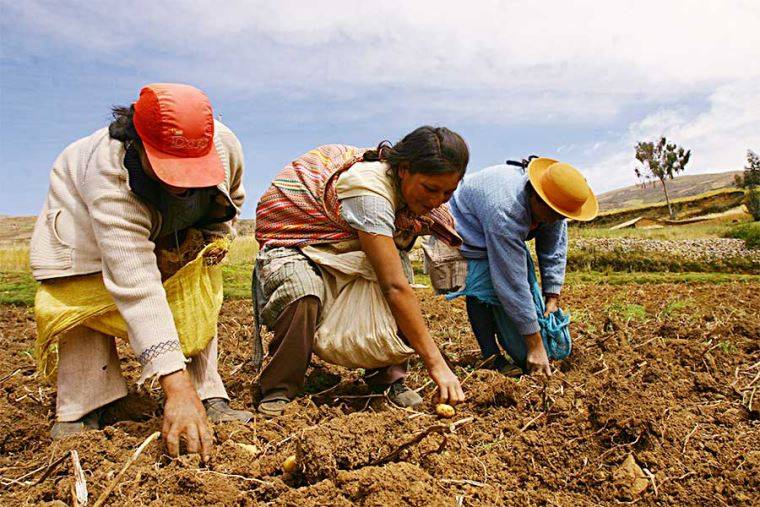 crisis fertilizantes sudamerica