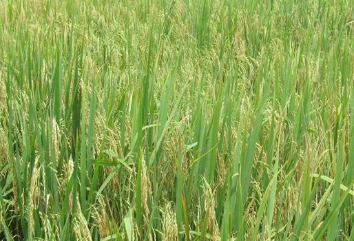 producción arroz Colombia