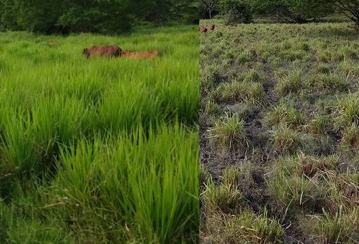 gramínea Maciega (Paspalum virgatum) 