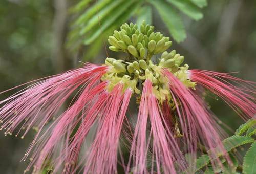 calliandra calothyrsus ganaderia