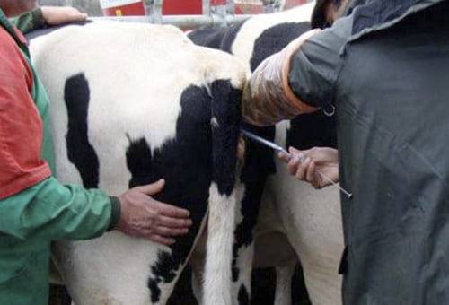 transferencia de embriones, donantes, receptoras, fertilidad, protocolo, hormonas, estado nutricional, raza, edad, clima, manejo, vacas, Asosenepol, Superovulación, Inseminación, colecta, Genética, Enfermedades reproductivas, amamantar, Destetar, Terneros, habilidad materna, preñez, parto, leche, cría, condición corporal, lactancia, Ganadería, ganadería colombia, noticias ganaderas colombia, CONtexto ganadero