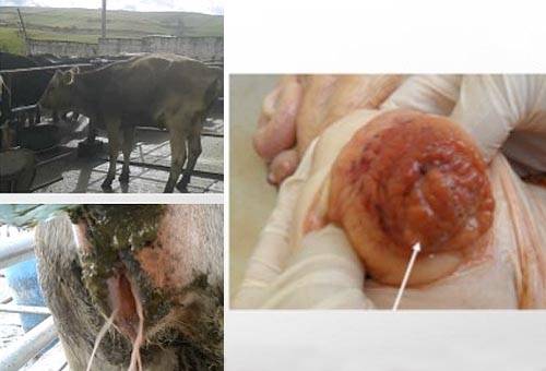 Cervicitis, cérvix, bovinos, susceptibles, inflamación cérvix, estructura del sistema reproductivo, tracto reproductivo hembras, entrada útero, mantiene cerrada, proceso de gestación, evento fisiológico, órgano importante, clave en la fisiología, patologías, bacterias, inconvenientes de tipo reproductivo, CONtexto ganadero, ganaderos Colombia, Noticias ganaderas Colombia Pie de foto: Los suplementos más utilizados en NZ son el ensilaje de raigrás y trébol