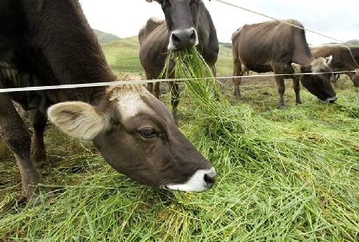 Perú, Los pastos más utilizados en el Perú para la ganadería bovina, gramineas, leguminosas, perulactea,com, contexto ganadero, noticias ganaderas, pastos, vacas