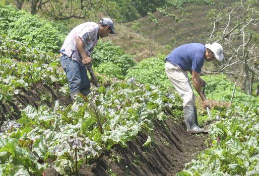 Amanse, bovino, talento humano, talón de Aquiles, casos, respeto, veterinario, zootecnista, saludar, educar, educación, empresas agropecuarias, trato, mejores rendimientos, tener en cuenta al trabajador, empleado, trabajador, patrón, jefe, confianza, desconfianza, importancia, empresa, finca, cuida el capital, , CONtexto ganadero, ganaderos Colombia, noticias ganaderas Colombia