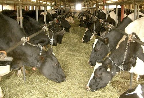 liberar tierra, argentina, agricultura, vacas lecheras, confinadas, estabuladas, semiestabuladas, ensilaje, Heno, forrajes conservados, Ración Total Mezclada, Ración Parcialmente Mezclada, Ganadería, ganadería colombia, noticias ganaderas colombia, CONtexto ganadero