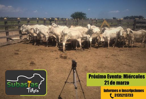 Cada día hay más ganaderos adeptos a este formato de subastas por televisión. Foto: TVGAN Subastas TvAgro, Tercer programa Subastas Tv Agro 21 de marzo 2018, Subastas Tv Agro 2018, Subastas Tv Agro marzo, TVGAN 2018, Subastas TvAgro, Subastar 2018, venta de ganado por televisión, venta de ganado en línea, venta de ganado Internet, vender ganado por Internet, comercializadora de ganado, CONtexto ganadero, ganaderos colombia, noticias ganaderas colombia
