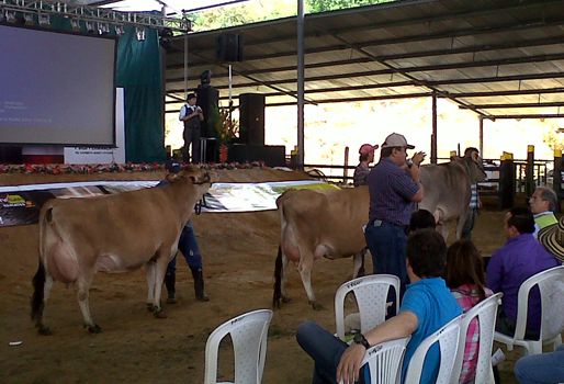 En 2014 se realizará la quinta versión del Festival que contará con la participación de investigadores de clonación. Foto: Laudy Pérez. Estrellas Lecheras Foncegán
