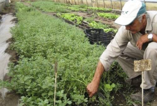 Para controlar las malezas de manera sostenible sin la utilización de químicos hoy se pueden emplear  la solarización como la biosolarización que no atentan contra el medio ambiente y ayudan a eliminar las malezas arvenses.