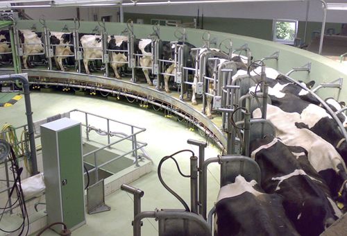 ganadería, ganadería colombia, ganadería colombiana, contexto ganadero, noticias ganaderas, noticias ganaderas colombia, mexico, coronavirus mexico, covid 19, covid 19 mexico, empresas lecheras, lecherías mexico, desabastecimiento comida mexico, ganaderos, ganaderos colombia