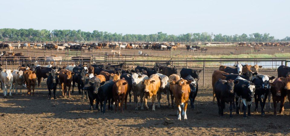 El sector productivo de ambos países presenta oportunidades para desarrollar un comercio más intenso. Foto: Carnetec Vacas en México y Corea del Sur