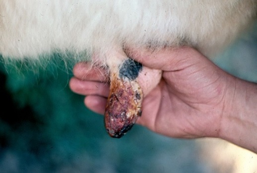 Temas Que Es Fiebre Aftosa Y Estomatitis Vesicular Último