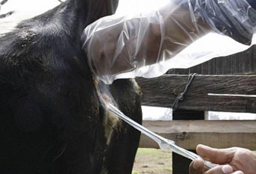 Vulva vaca, flujo vulva vaca, Aparato reproductor de las vacas, órganos reproductivos de las vacas, partes del aparato reproductor de la vaca, ovarios vaca, útero vaca, cuerpo lúteo vaca, folículos vaca, cérvix vaca, vulva vaca, vagina vaca, hembra bovina, CONtexto ganadero, ganaderos colombia, noticias ganaderas colombia