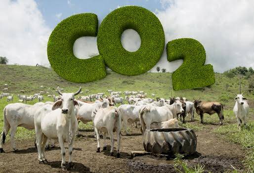 América Latina y el Caribe (ALC), producción cárnica, emisiones de carbono, producción cárnica con bajas emisiones de carbono, Gases Efecto Invernadero (GEI), emisiones de Gases Efecto Invernadero (GEI), secuestro de carbono en suelos, biomasa, mejores prácticas y tecnologías, articulación de políticas agroambientales, fortalecimiento de sistemas de innovación y gestión FAO, Colombia, Brasil, Ganadería, ganadería colombiana, noticias ganaderas, noticias ganaderas Colombia, CONtexto ganadero