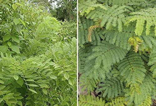 Ganadería, ganadería colombia, noticias ganaderas, noticias ganaderas colombia, CONtexto ganadero, leucaena, mtarratón, experiencia leucaena, experiencia matarraton, zona de aratoca, Santander, Sistemas silvopastoriles