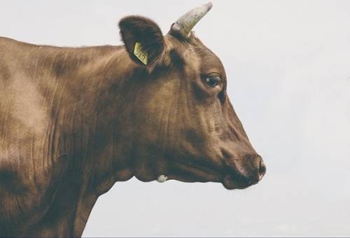 anestro lactacional, vacas que no entrar en celo, ganaderías de carne, destetes tempranos, sincronización, inducción al celo, CONtexto ganadero