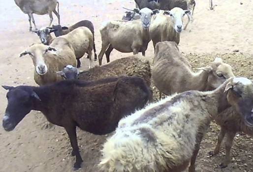 Fondo parafiscal de ovinos en Colombia, fondo parafiscal ovino, recursos sector ovinocaprino colombia, cadena ovinocaprina Colombia, sector ovino, sector caprino, Corderos Colombia, contrabando corderos Colombia, comercio de ovinos, producción ovinos Colombia, Asoovinos, CONtexto ganadero, ganaderos colombia, noticias ganaderas colombia