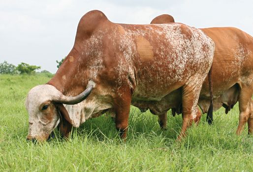 La Feria Ganadera y Equina de Sincelejo espera reunir más 350 animales entre ganado Gyr y Brahman. Foto: CONtexto Ganadero. Ganado Gyr