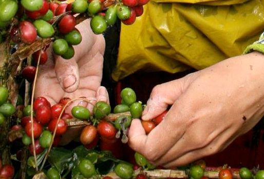 Esta renovación con variedades resistentes se traducirá en cafetales más jóvenes y productivos. Foto: Cortesía. Ganadería, ganadería colombia, noticias ganaderas, noticias ganaderas colombia, CONtexto ganadero, Café, Café de Colombia, Renovación de cafetales, Fondo Nacional del Café, Federación Nacional de Cafeteros, Ministerio de Agricultura, finagro, Comités de Cafeteros, fondo de estabilización de precios internos del café