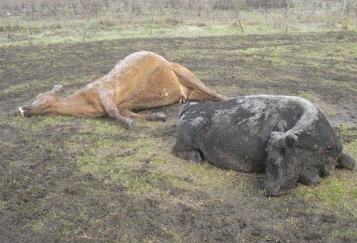 Tetania de los pastos, tetania de los pastos en bovinos, tetania pastos vacas, Tetania en bovinos, tetania en equinos, tetania lactancia equinos, tetania lactancia bovinos, tetania en vacas, enfermedades carenciales ganado, ganado bovino en Colombia, vacas enfermas, parálisis en vacas, CONtexto ganadero, ganadería colombia, noticias ganaderas colombia