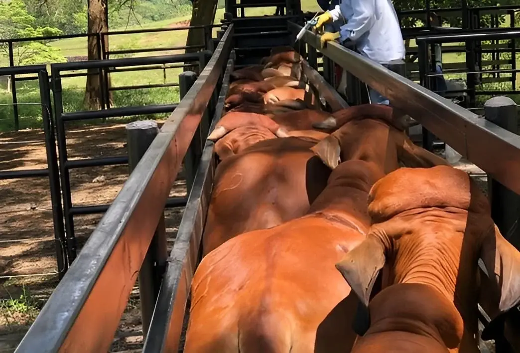 vacunacion-bovina