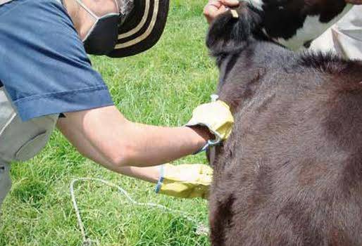 ciclo de vacunación aftosa brucelosis