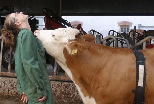 susurros y masajes para relajar a las vacas