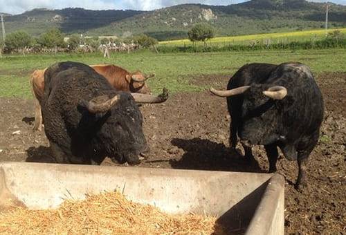 Cómo hacer que las vacas ganen más peso, Consumo residual de alimento en ganaderías de carne, que es el consumo residual, consumo fisiológico ejemplos, rendimiento en canal Residual feed intake, RFI, consumo residual de alimento, CRA, consumo esperado del ganado, cálculo del consumo de ganado, ganado bovino, ganadería bovina, carne, leche, ganaderos, ganaderos colombia, ganado, vacas, vacas Colombia, bovinos, Ganadería, ganadería colombia, noticias ganaderas, noticias ganaderas colombia, CONtexto ganadero, 