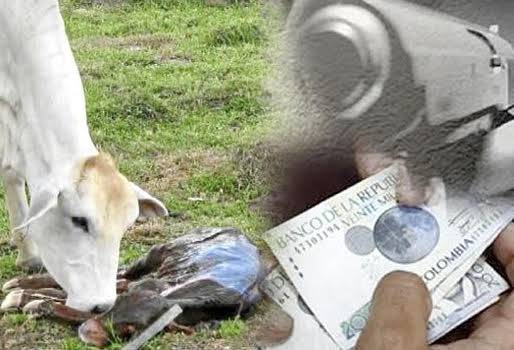 Cuatro problemas del norte de Antioquia, desarrollo ganadero, Brucelosis, cuarentena, afectación económica, orden público, extorsión, bandas criminales, vía a Caucasia, CONtexto ganadero, noticias de ganadería colombiana.