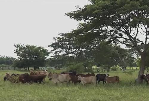 Ganado bajo la sombra de árboles