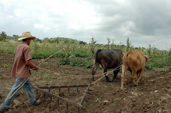 Será un evento especial que busca ponderar la actividad que desempeñan miles de campesinos en la zona rural de Riohacha. Foto: Gobernación de Riohacha Día del campesino en La Guajira