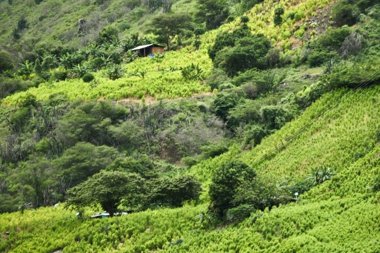 cultivos coca colombia