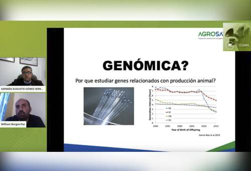 Genómica, rentabilidad, hato, genética, información, datos, herramienta, precisión, selección, Agrosavia, Asocebú, confiabilidad, intervalo generacional, valores genéticos, gestión administrativa, programación de apareamientos, toro, prueba de progenie, fenotipo, pruebas de desempeño, Diferencia Esperada de Progenie, costos de producción, ganadería, ganadería Colombia, noticias ganaderas Colombia, contexto ganadero