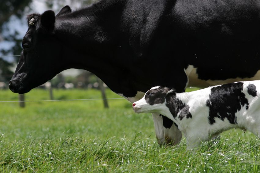 Los mejores ejemplares del alto Putumayo participan en la actividad que concluirá el próximo 30 de noviembre. Foto: Fedegán Expoholstein